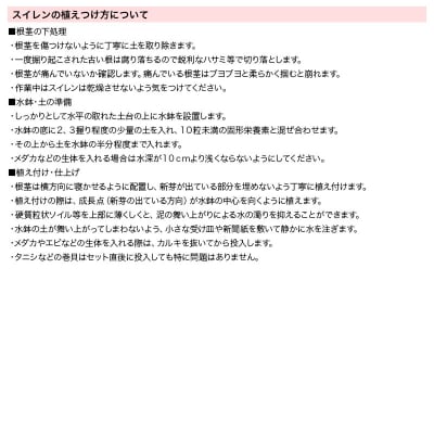 睡蓮栽培セット(オーガストコーチ(青)1株、水辺植物3種、あぜなみ等)|09_chm-af0101