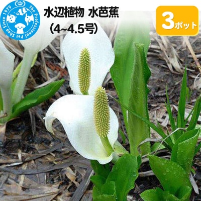 水辺植物 水芭蕉(4～4.5号)×3ポット|09_chm-a30301