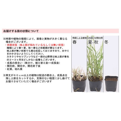 水辺植物 水芭蕉(4～4.5号)×3ポット|09_chm-a30301
