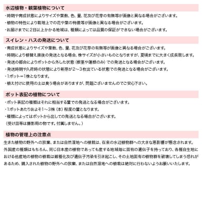 水辺植物 水芭蕉(4～4.5号)×3ポット|09_chm-a30301