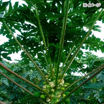 国産 パパイヤの葉の茎 50本入|09_chm-170101