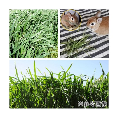 国産 やみつきオーツヘイ(えん麦)1kg|09_chm-180101