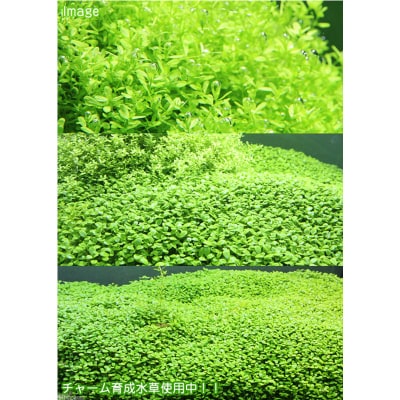 水草の栄養液 Plants Fine Basic 400ml|09_chm-cj0101a