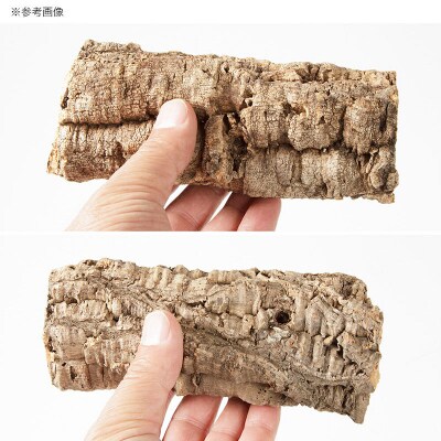 形状お任せ 筒型コルク SSサイズ 長さ15cm エアプランツ|09_chm-cl0101aa