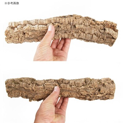 形状お任せ 筒型コルク SSサイズ 長さ30cm エアプランツ|09_chm-cl0101ab