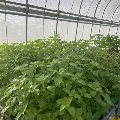 ハーブ入浴剤(2パック)&ハーブティー(9パック)セット