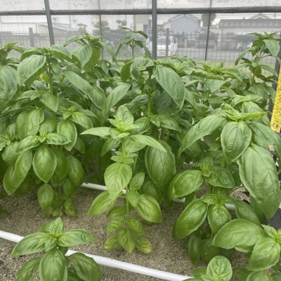 バジルソース5個入り