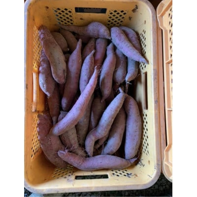 あぐり税所の「からいも」紅はるか5kg