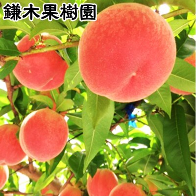 【数量限定】【さとふる限定】錦の桃 約2kg 5玉～9玉【鎌木果樹園】