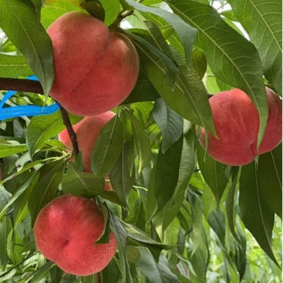 旬の桃 約2kg(5～6玉)【先行予約 2026年6月上旬～発送予定】【梨桃工房】(錦町)