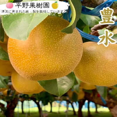 【先行予約】 熊本県 錦町 平野果樹園 清流球磨梨  5kg