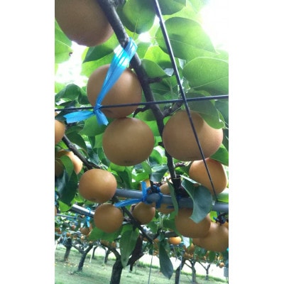 【先行受付】2026年発送　錦の梨 約3kg 5玉～8玉(幸水・豊水・あきづき・新興)【古里農園】