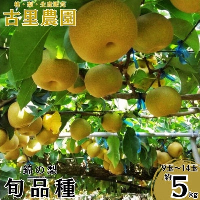 【先行予約】【数量限定】【さとふる限定】梨 約5kg 錦の梨 9玉～14玉【古里農園】