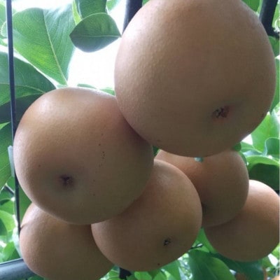 【先行予約】【数量限定】【さとふる限定】梨 約5kg 錦の梨 9玉～14玉【古里農園】