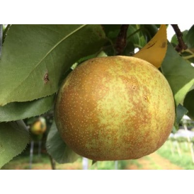 錦町産 梨3kg 4～7玉