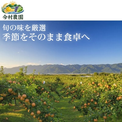 【酸味控えめで甘い】果汁あふれる熊本県産 筑水 10~15個(約5kg)1箱