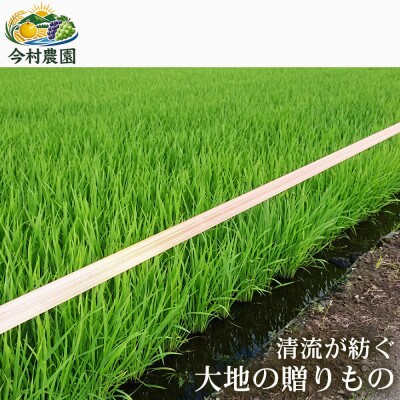【極良食味】熊本県産くまさんの輝き10kg(5kg×2袋) |15年育成の甘み際立つブランド米