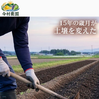 【極良食味】熊本県産くまさんの輝き10kg(5kg×2袋) |15年育成の甘み際立つブランド米