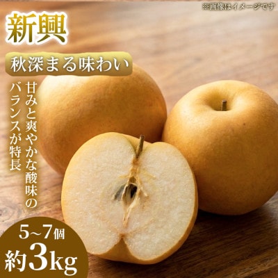 【秋深まる味わい】熊本県産 新興 5~7個(約3kg)1箱