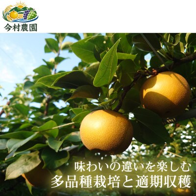 【甘さと酸味の黄金バランス】熊本県産 あきづき 5~7個(約3kg)1箱