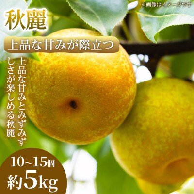 【上品な甘みが際立つ】熊本県産 秋麗 10~15個(約5kg)1箱