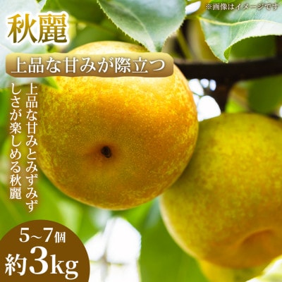 【上品な甘みが際立つ】熊本県産 秋麗 5~7個(約3kg)1箱