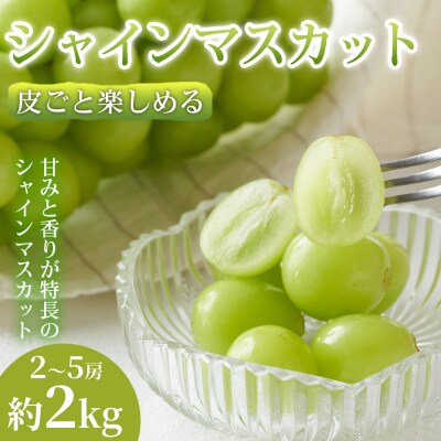 【皮ごと食べれる】熊本県産シャインマスカット 2~5房(約2kg)  1箱