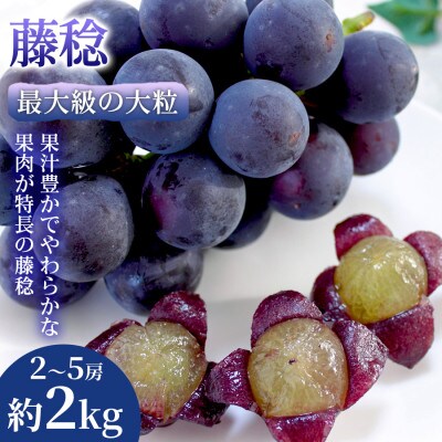 【最大級の大粒】熊本県産 藤稔|果汁あふれる黒ぶどう 2~5房(約2kg)  1箱