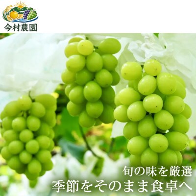 【最大級の大粒】熊本県産 藤稔|果汁あふれる黒ぶどう 2~5房(約2kg)  1箱