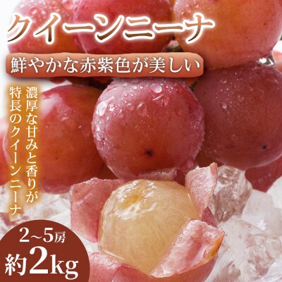 【贈答に最適】鮮やかな赤紫色が美しい熊本県産クイーンニーナ 2~5房(約2kg)  1箱