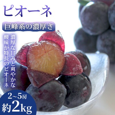 【巨峰系の濃厚さ】熊本県産ピオーネ|食べ応え抜群の大粒ぶどう 2~5房(約2kg)  1箱
