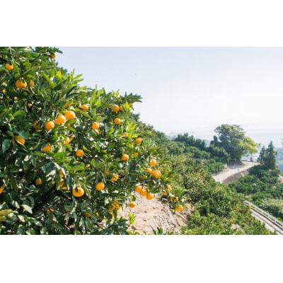 中島産 愛果(あいか) L～3Lサイズ