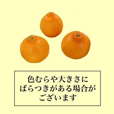 紅まどんな　M～4Lサイズ　5kg 【ご家庭用】