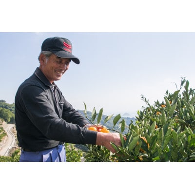 中島産　甘平　秀品　5～6個入