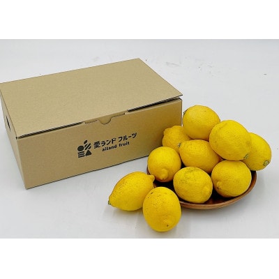 中島産　レモン　1.5kg