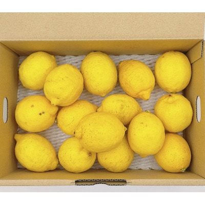 中島産　レモン　1.5kg