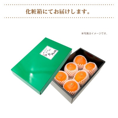【2026年2月中旬頃から発送予定】せとか ＜秀品＞　(2L-3L / 5-6玉)贈答用化粧箱入り