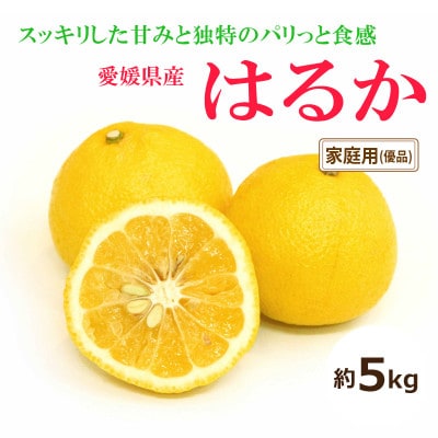 【2026年2月中旬から発送予定】はるか<家庭用・優品>約5kg