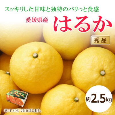 【2026年2月中旬から発送予定】はるか<秀品>約2.5kg