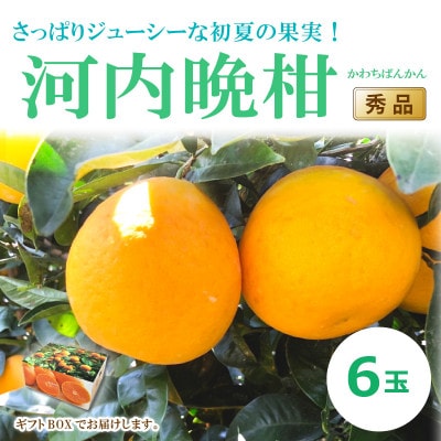 河内晩柑(秀品)6玉　【ギフトBOX入り】