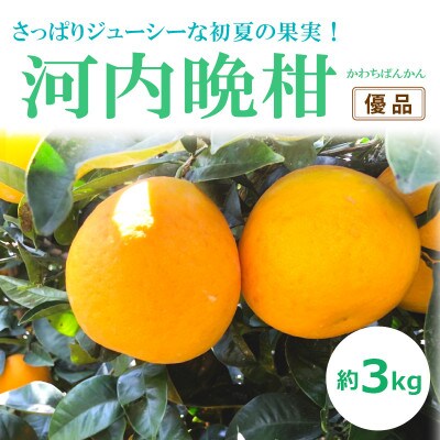 河内晩柑(優品・家庭用)約3kg