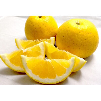 河内晩柑(優品・家庭用)約3kg