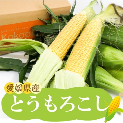 【6月下旬から発送予定】とうもろこし　8本