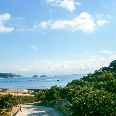 【2025年11月上旬から発送予定】瀬戸内海の島みかん～石地みかん～(秀品ギフトBOX)約3kg