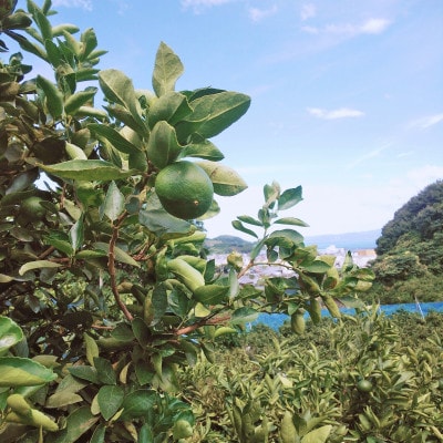 希望の島 国産ライム 1kg 小玉～中玉