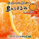 希望の島　はるみ　4kg