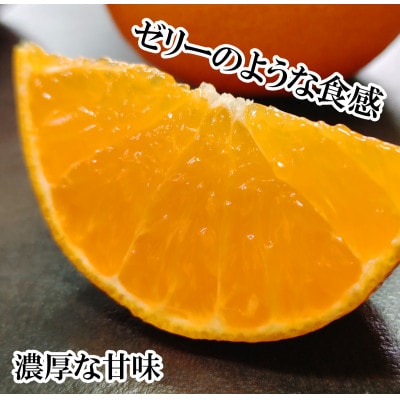 愛媛果試第48号 約5kg | のま果樹園