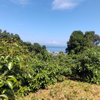 【11月中旬より発送】松山市産ギフト用オーガニックアボカド　1kg