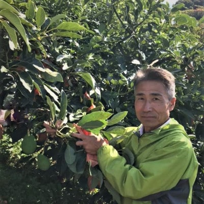 【11月中旬より発送】松山市産ギフト用オーガニックアボカド　1kg