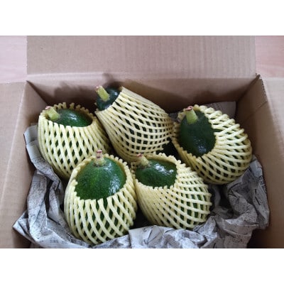 【11月中旬より発送】松山市産家庭用オーガニックアボカド　約1.2kg